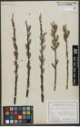 Foto von Salix viminalis L.